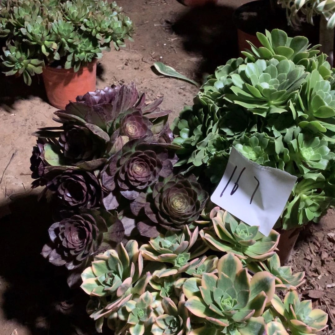 167多肉植物盆栽植物