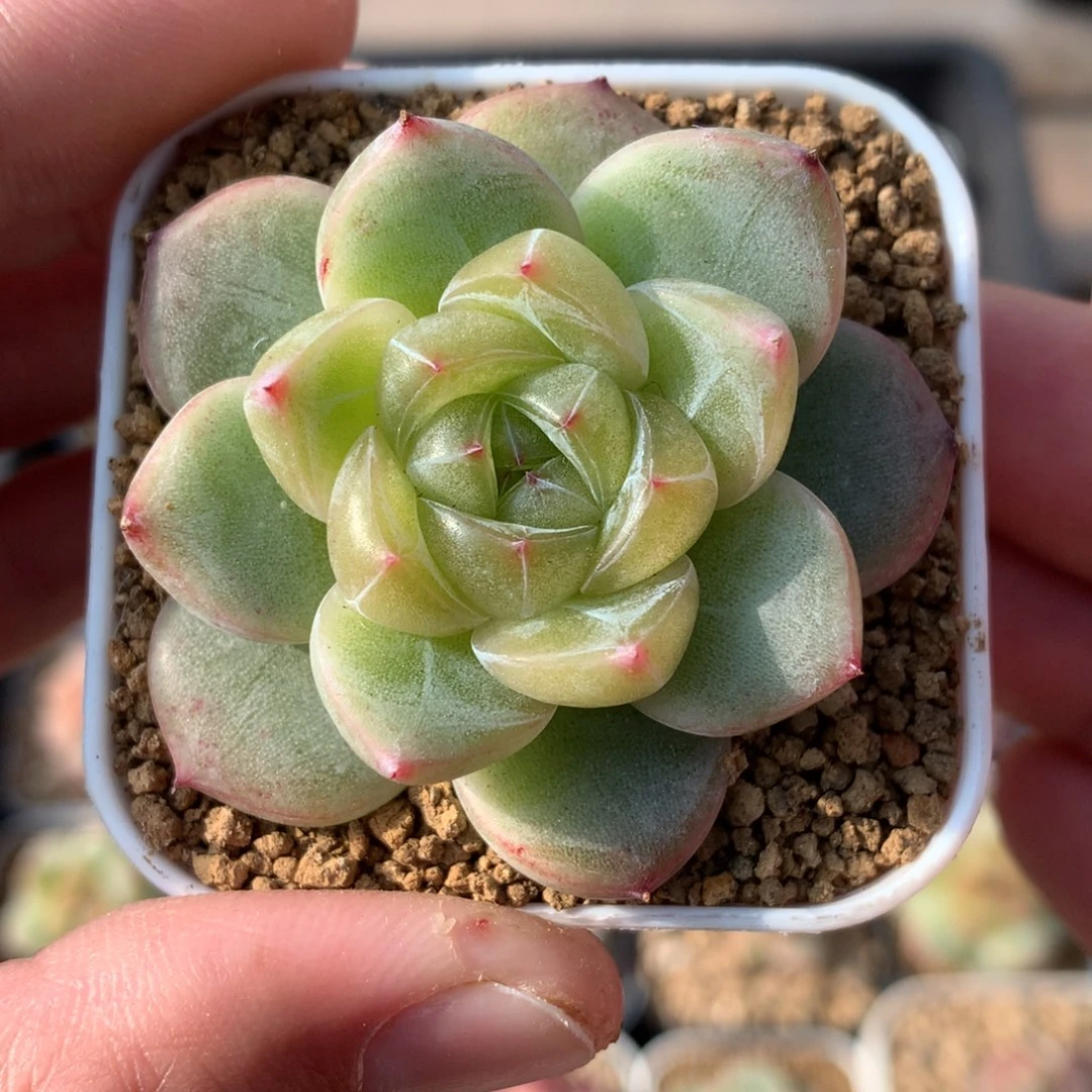 绿色透心。 多肉珍妮。    17号