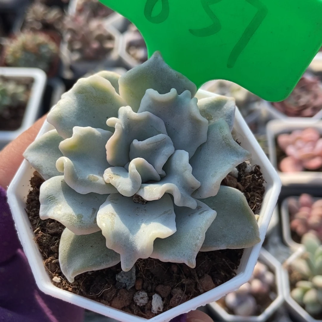 837白饺子多肉植物