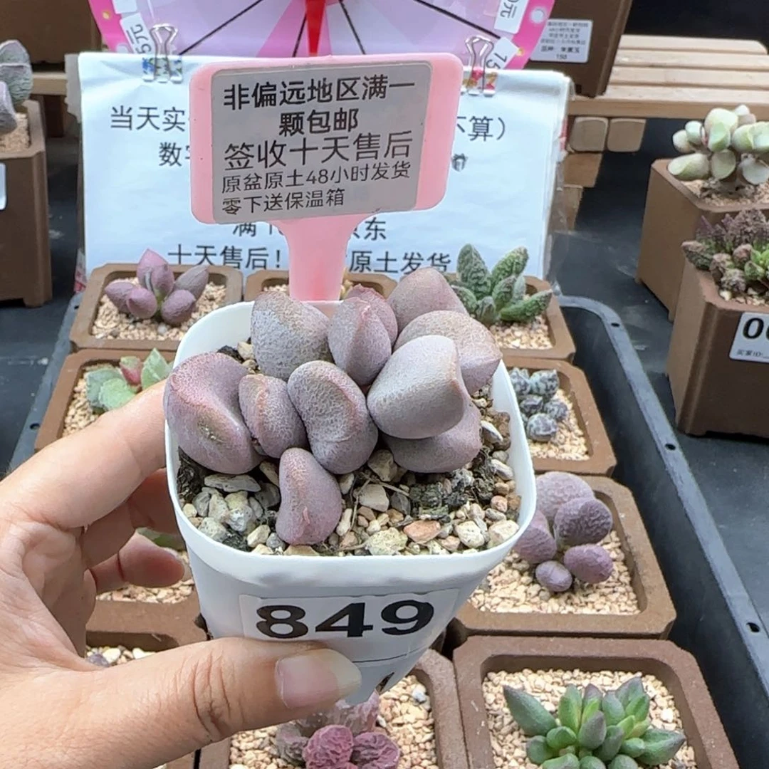 849甜心微瑕多肉植物