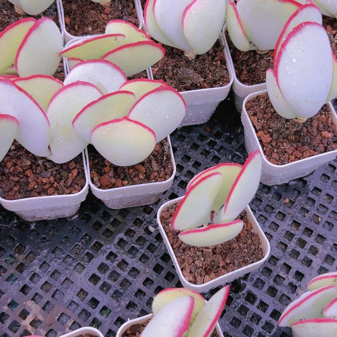 【闪购商品】2颗精控白眉15.8