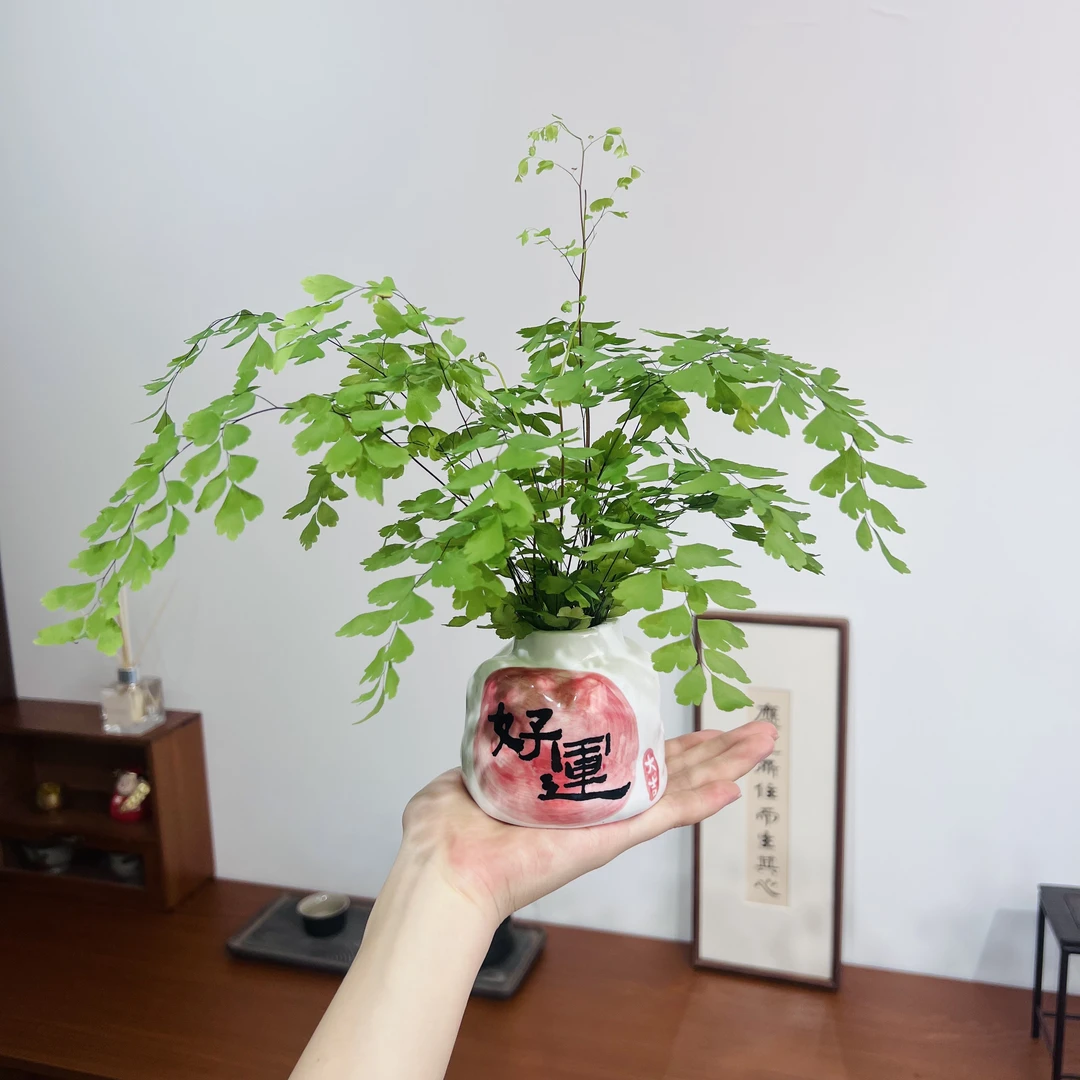 水培铁线蕨室内好养净化空气四季常青加赠花瓶