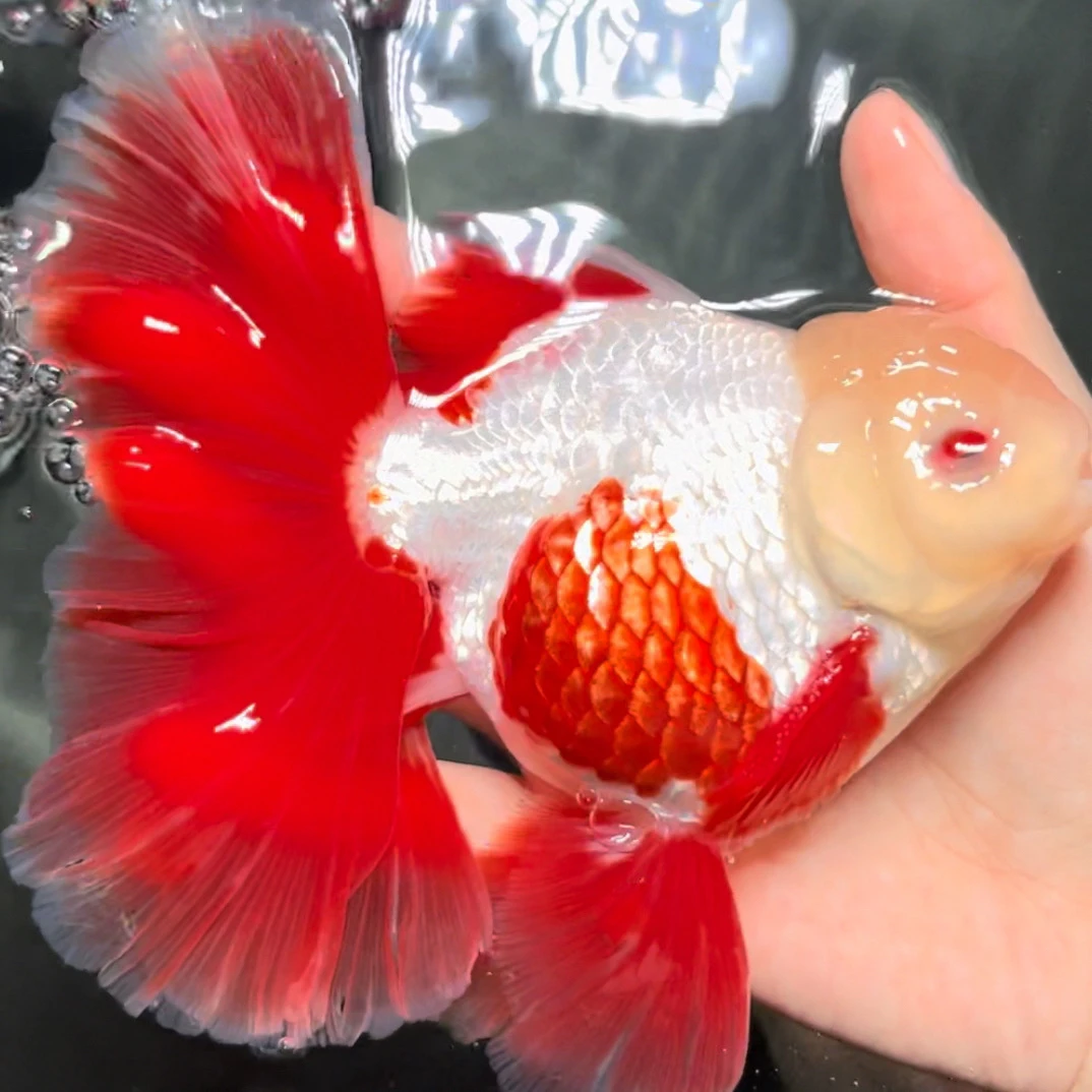 精品泰狮金鱼好养耐活冷水观赏鱼