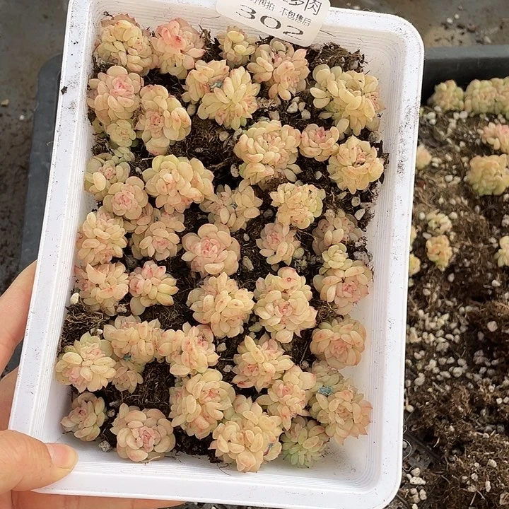 布**辣糕大上多肉植物302