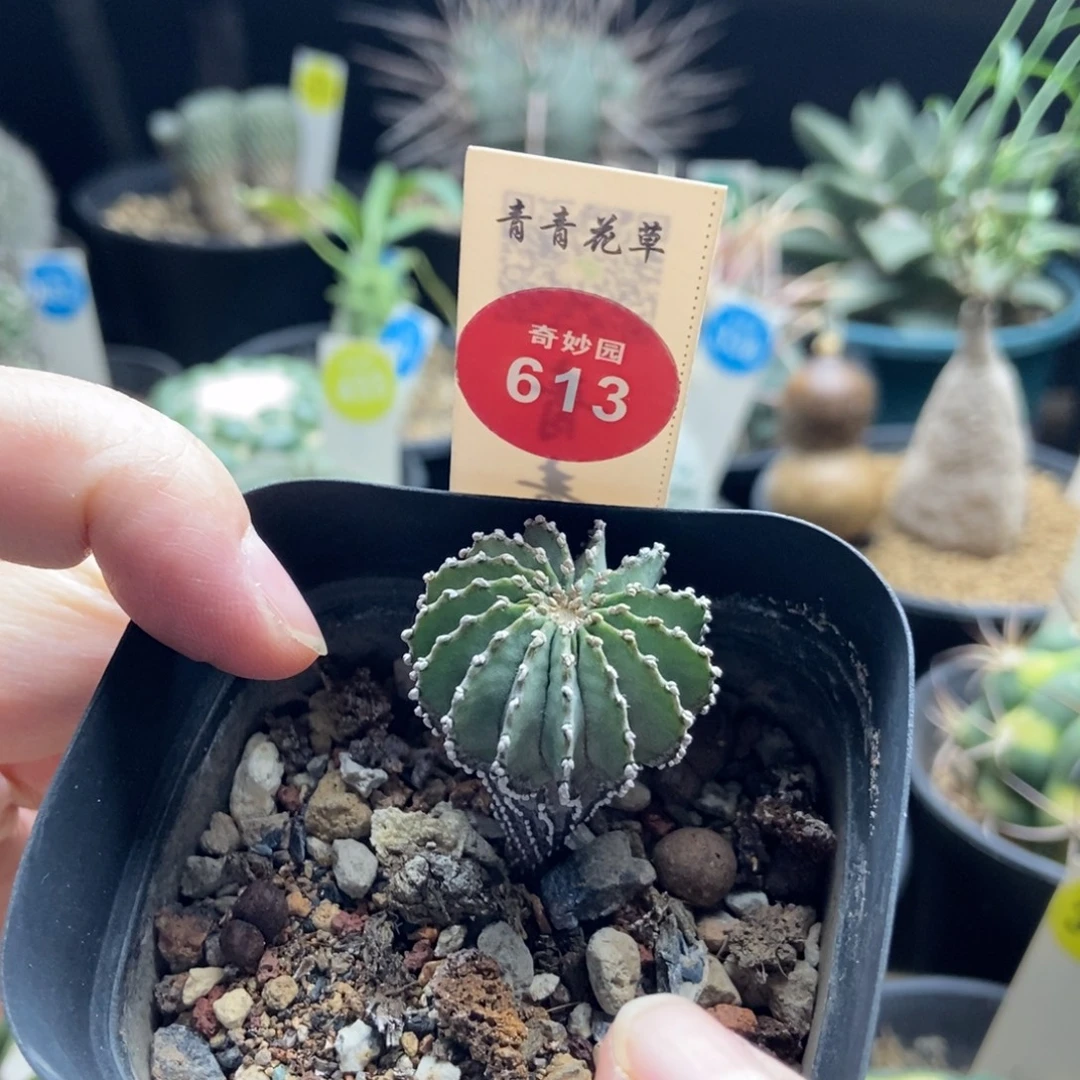 实生薄叶2.8cm3680