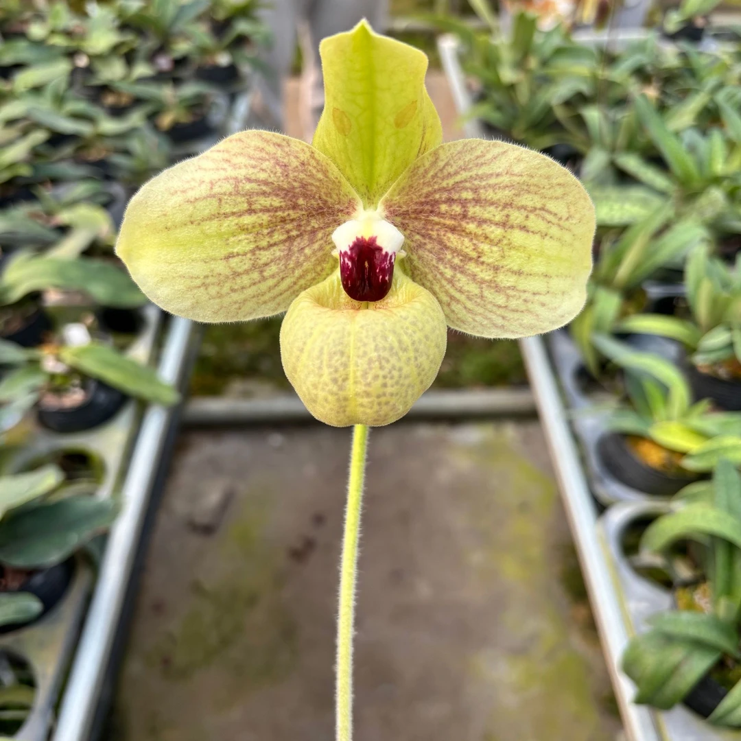 万峰绿缘【白花x麻栗坡】兜兰室内植物好养庭院盆栽