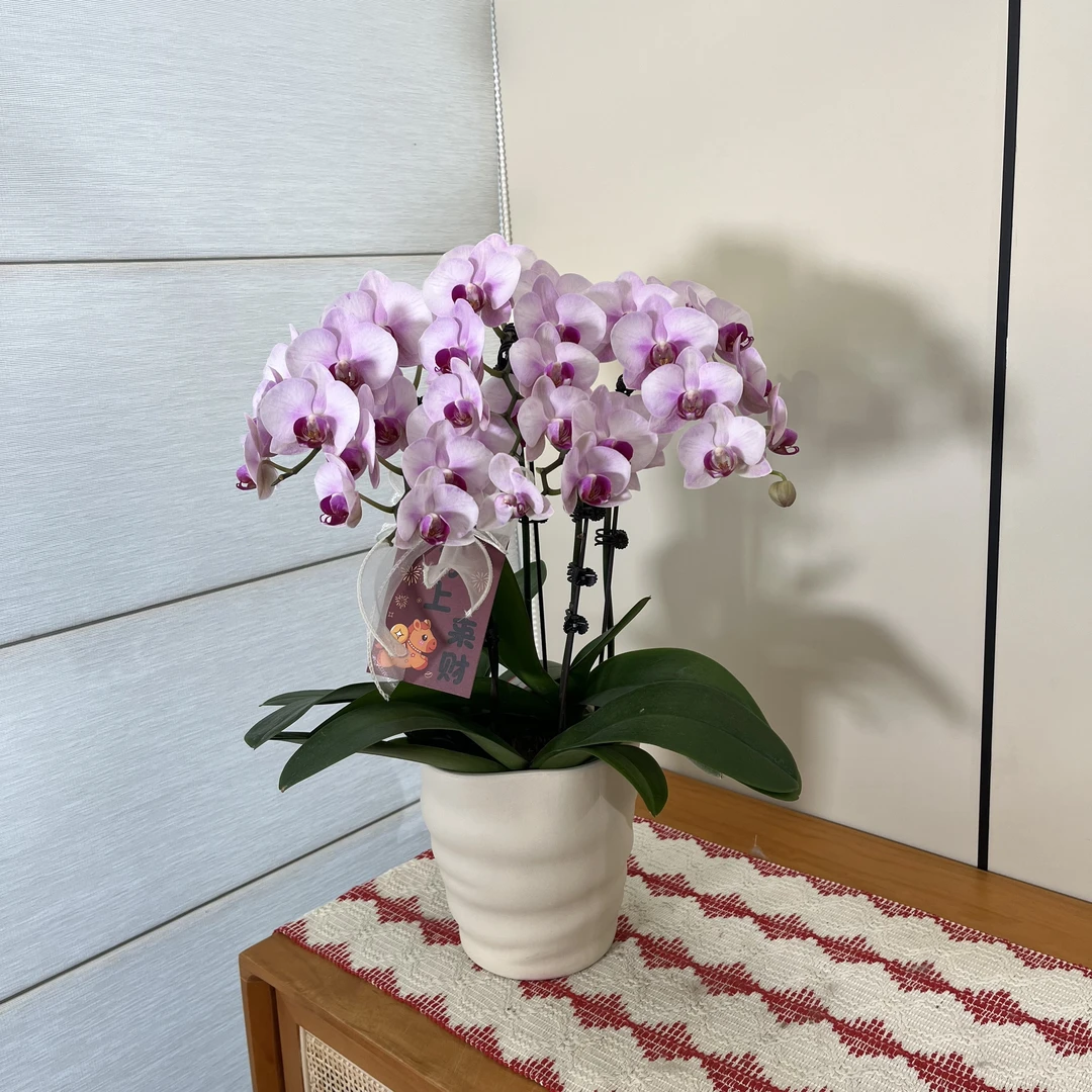 【杭州美女】粉色系中小花型桌面绿植 室内懒人花花 源头基地