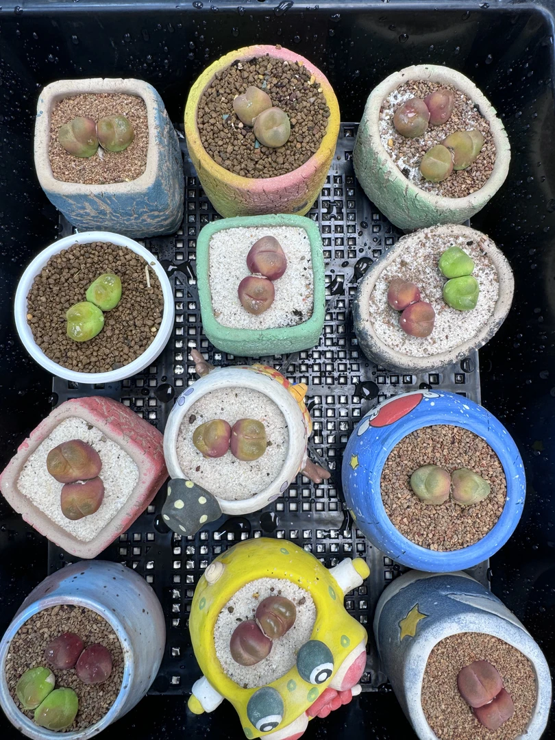 472多肉植物肉锥母本双头一颗