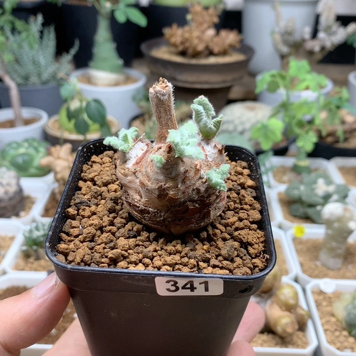 羽叶杨葵母本脱土341