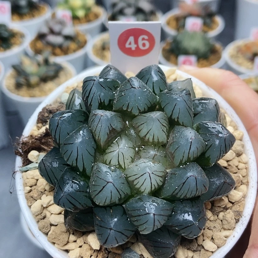 【闪购商品】46龙爪