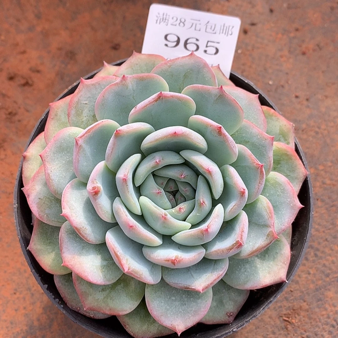 【闪购商品】云965号