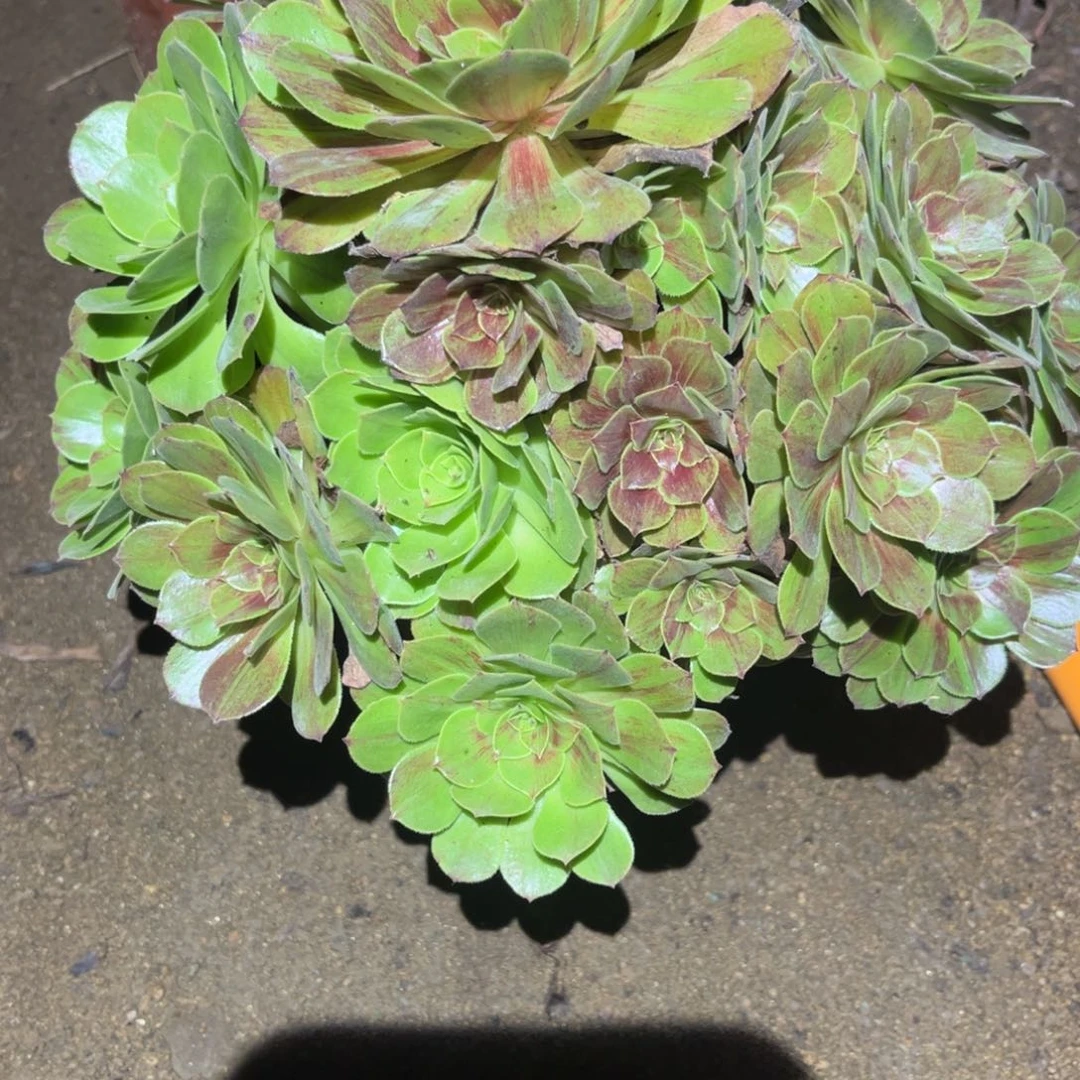 花月夜多肉法师469号