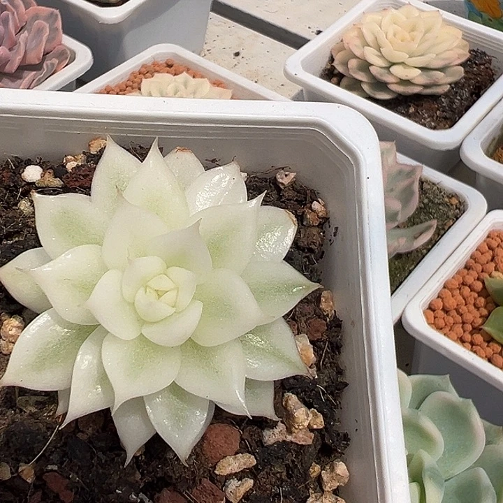 黑水晶大宽锦多肉植物