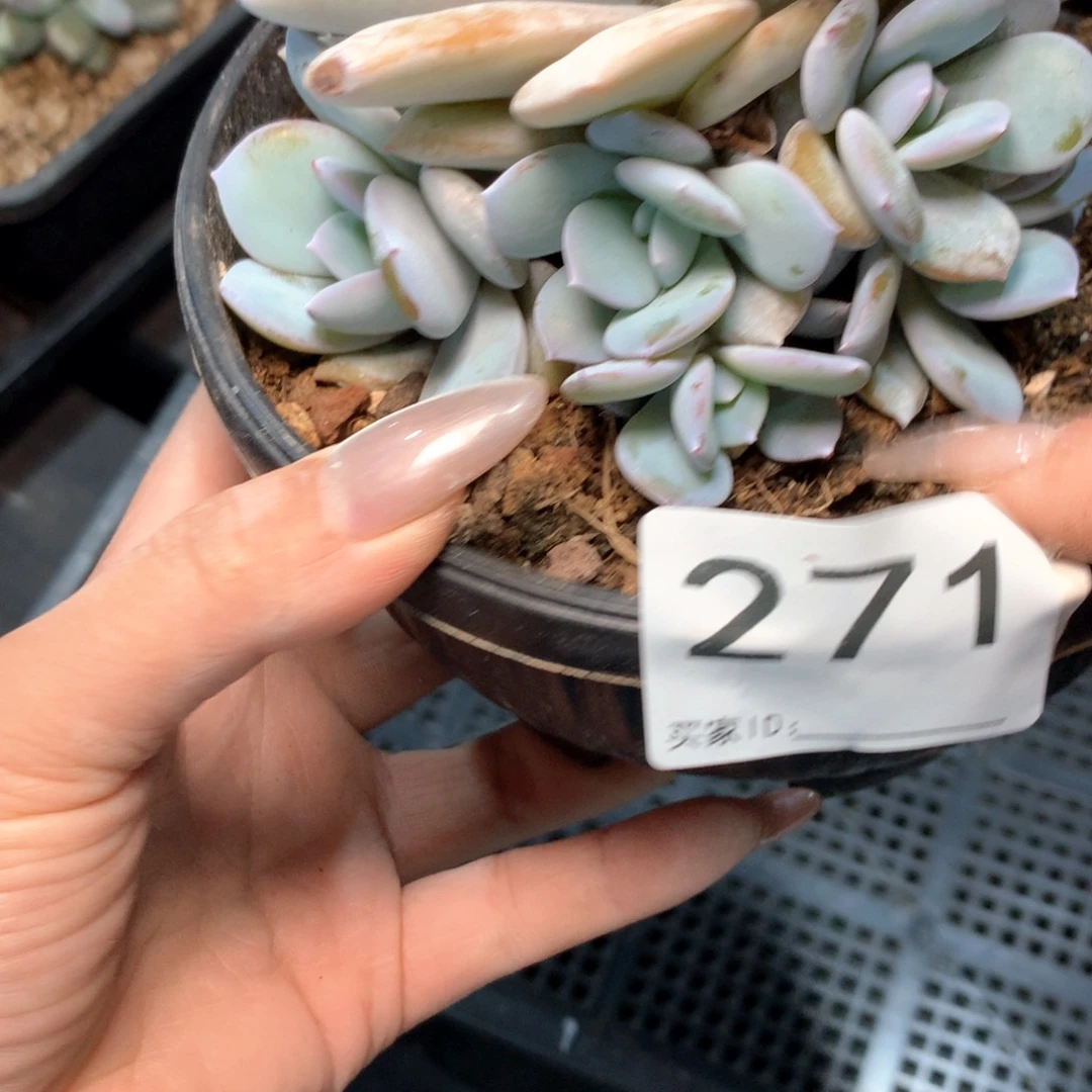 ****七#271 不拍冷链不售后