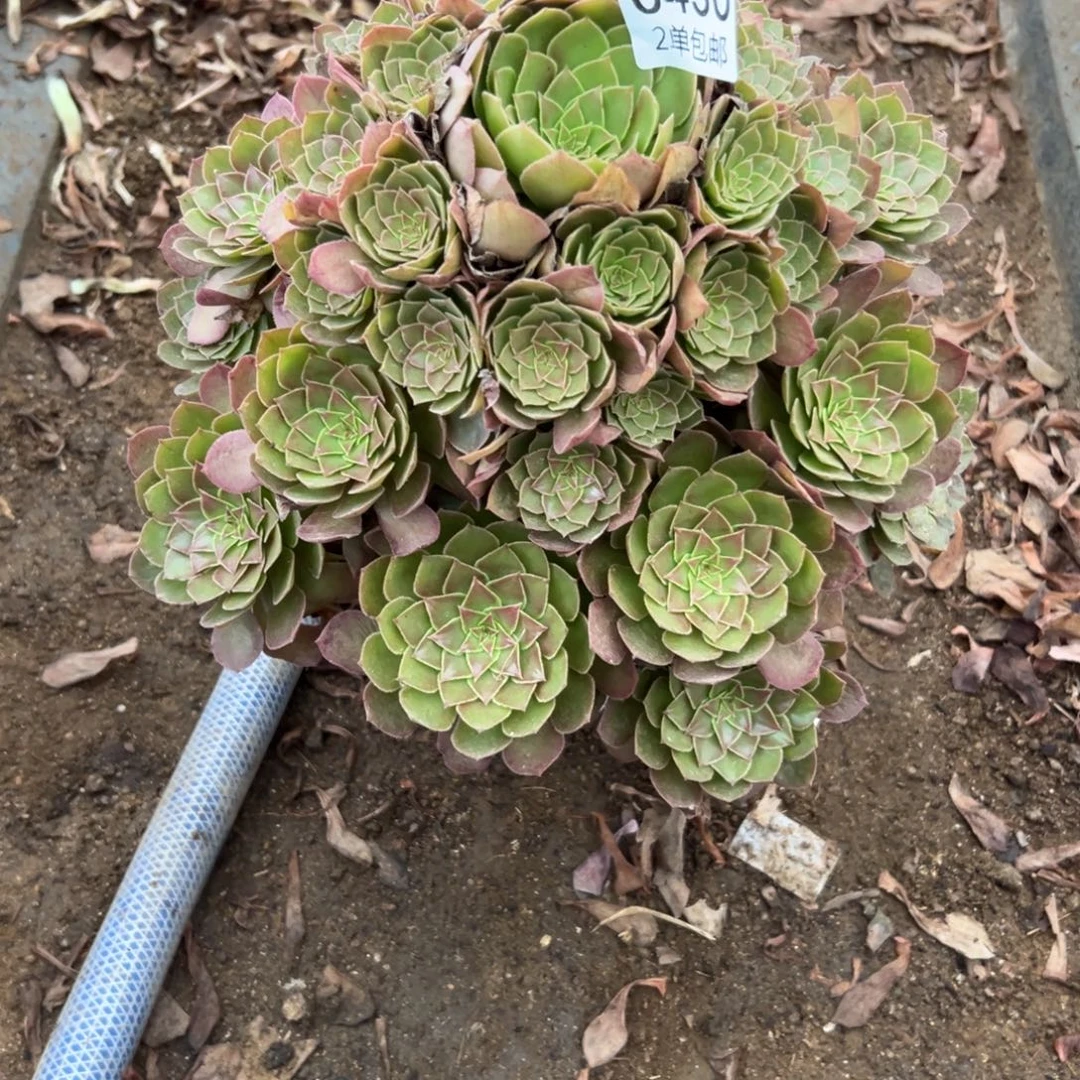 430多肉  红魔 不包断头