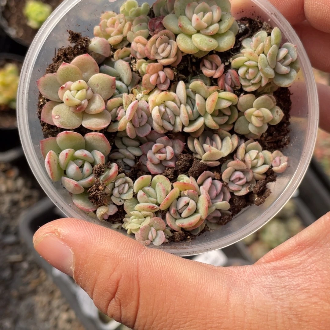 33号特价欧泊福利包邮