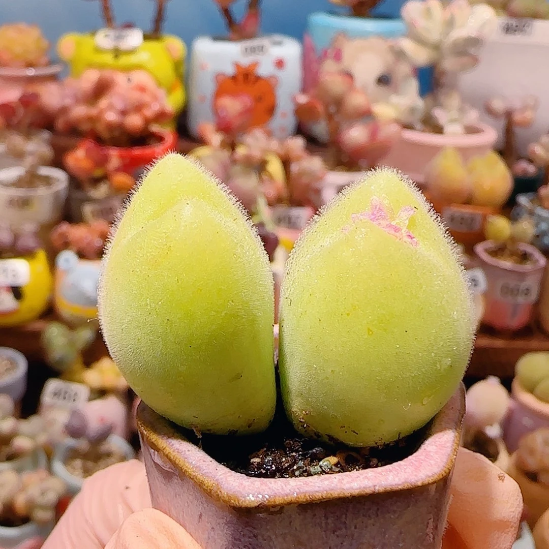T蟹钳毛翠盆口2.5cm