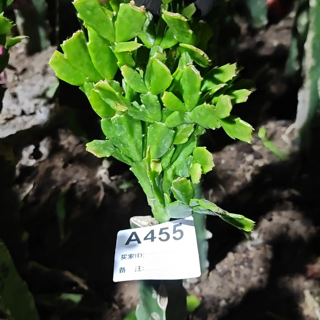 028红重瓣脱土脱盆易掉芽苞455