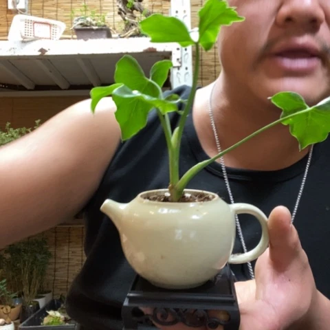 红陶一物一拍所见即所得6