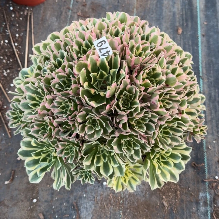 479号白凤法师植物