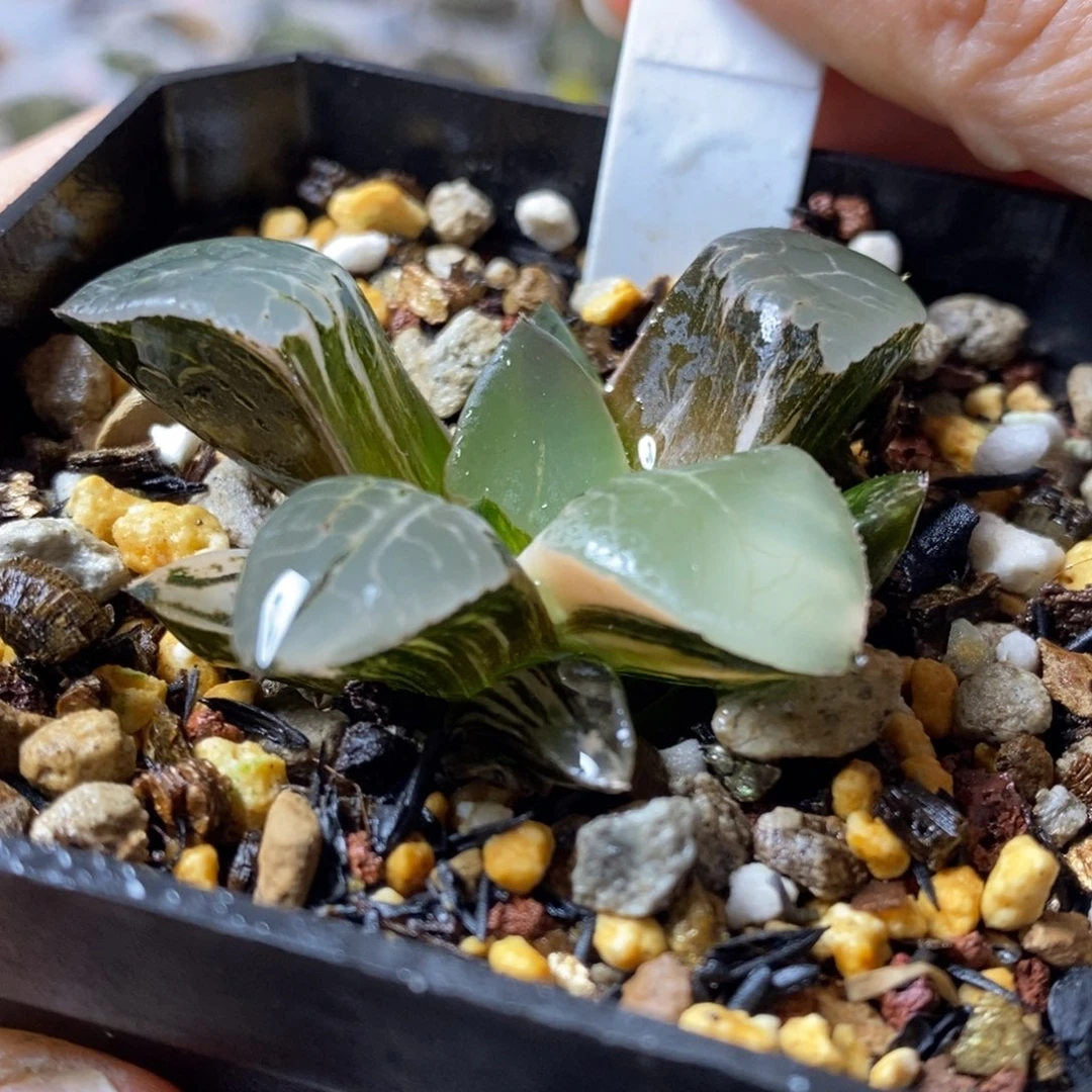 749号火凤凰克锦多肉