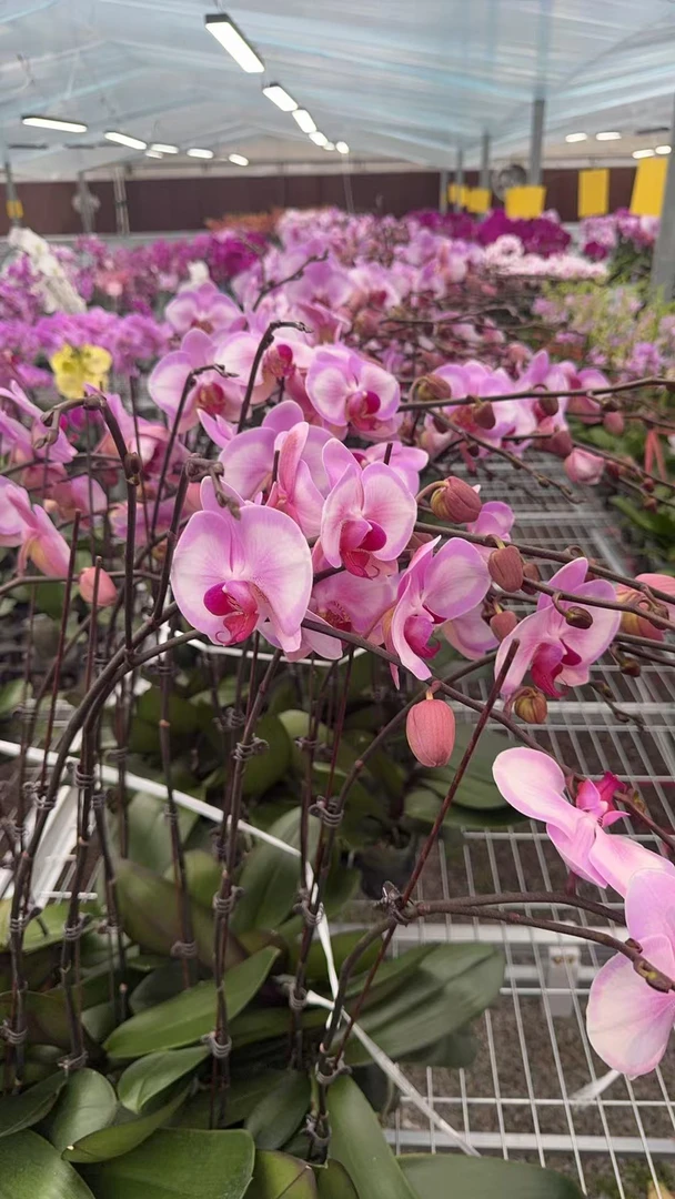 兰屿 LYSLAND【淑女3.0寸】两颗蝴蝶兰鲜花盆栽