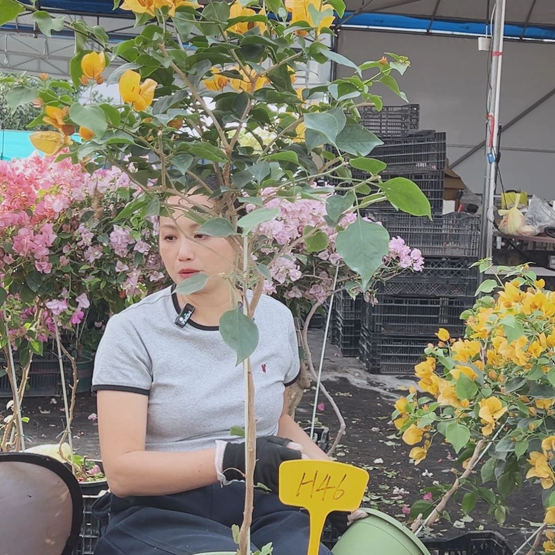 林***训大部分花苞少量开放H46金色光辉