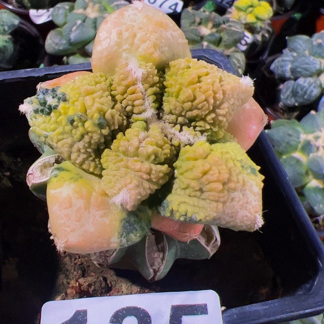 无花朵福利龟甲牡丹锦135