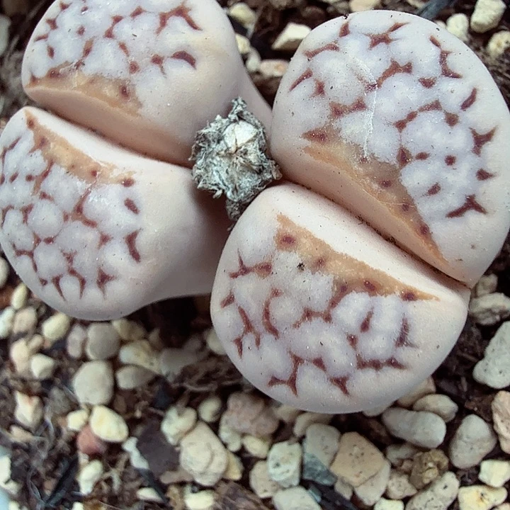 这个点睡起来了好开心的693