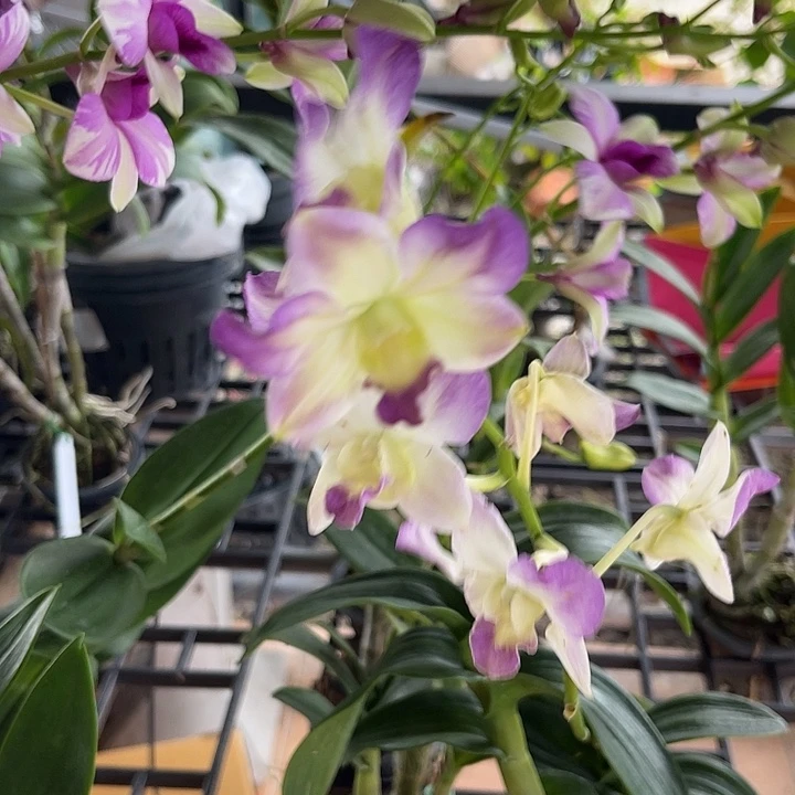 完全开放魔鬼之眼