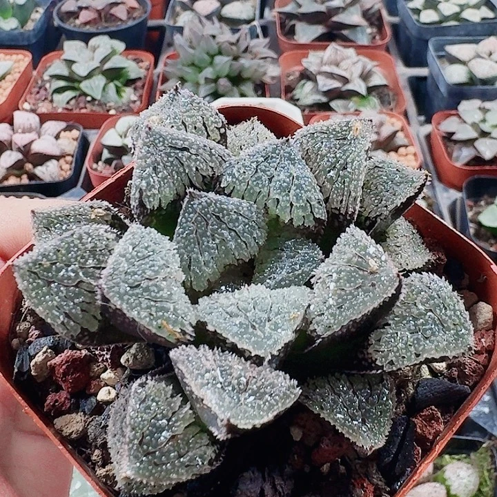 无花朵十二卷 具味城 开播福利