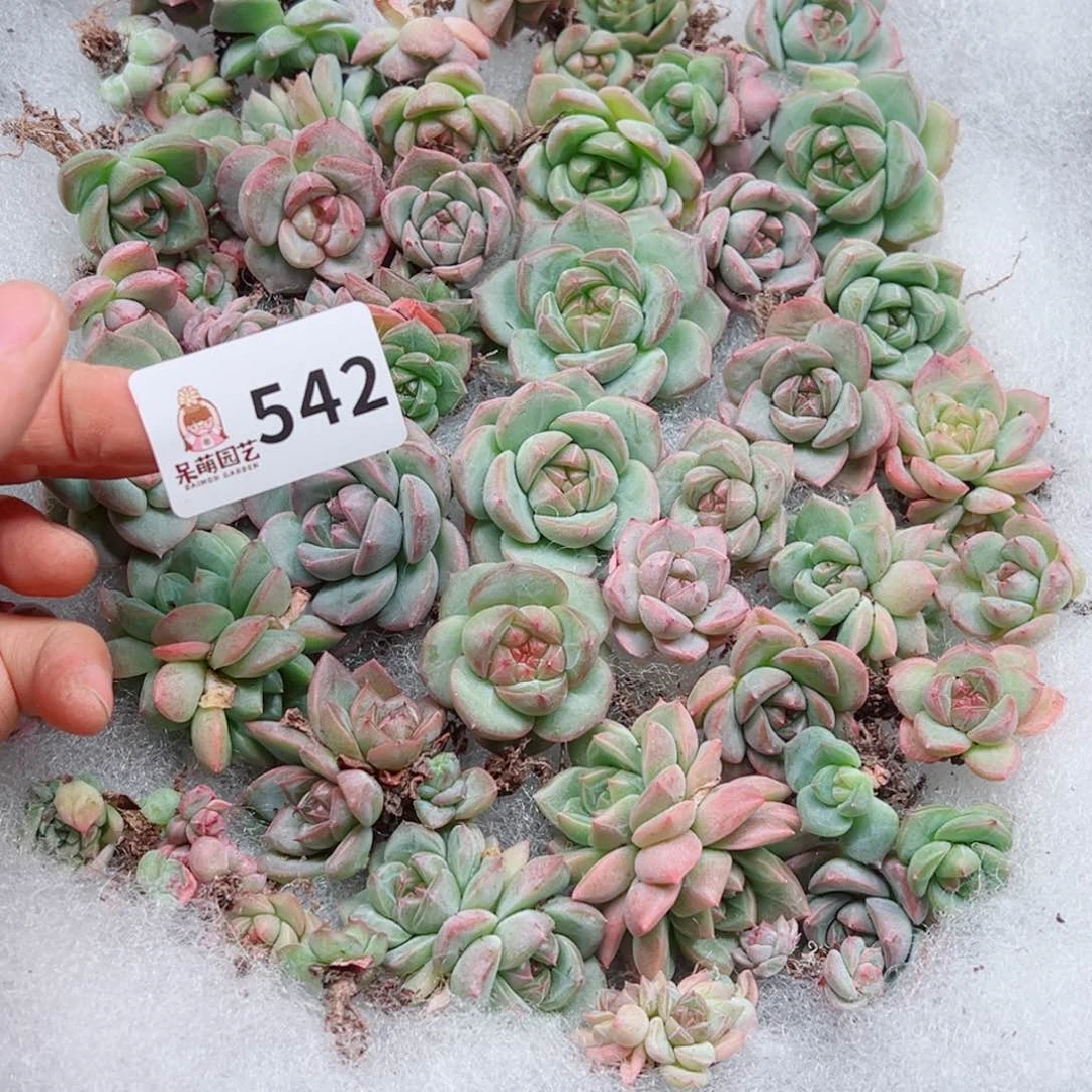 当前无花朵，栽培后可花朵Y****