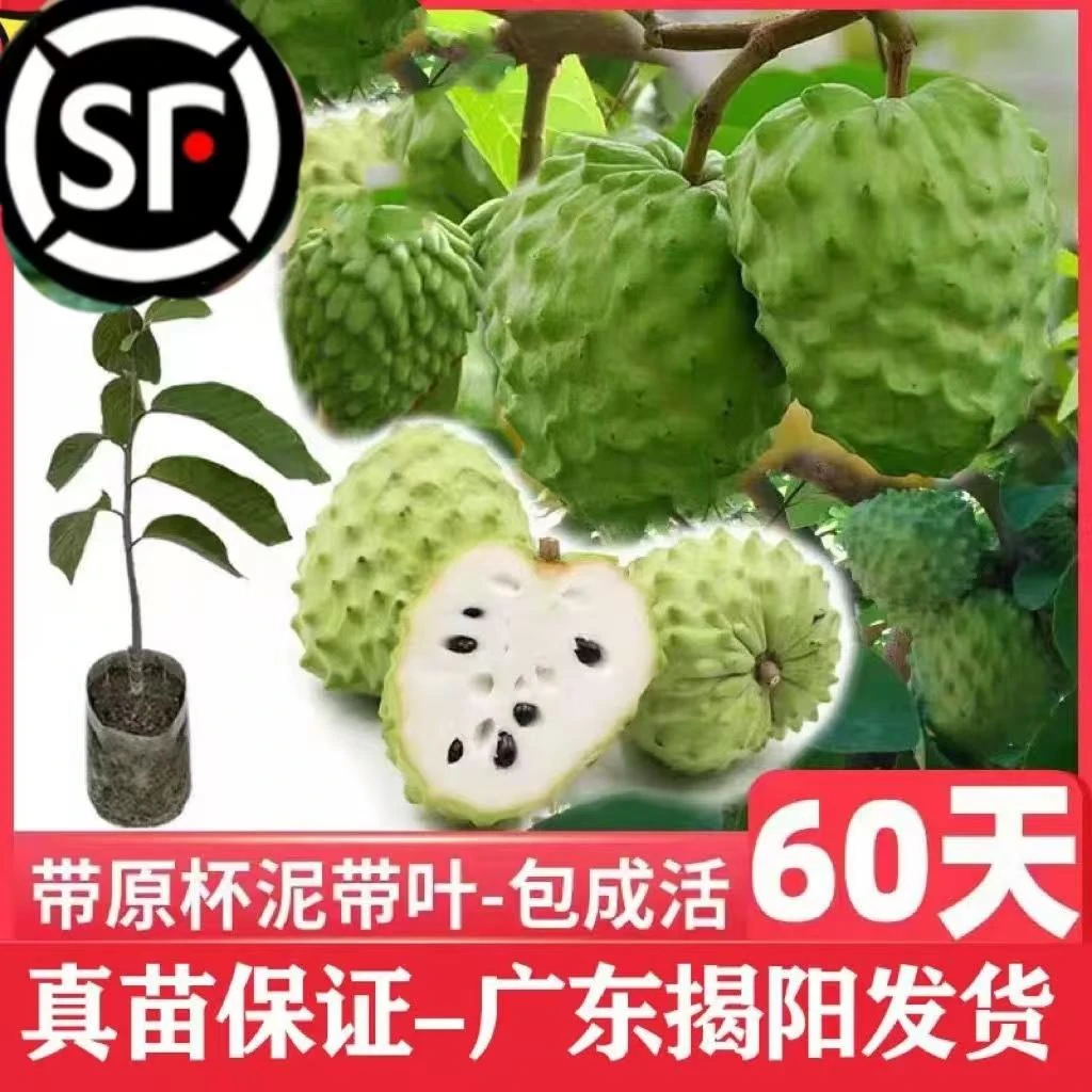 释迦果苗树嫁接台湾凤梨释迦苗特大牛奶释迦番荔枝林檎南方果树苗