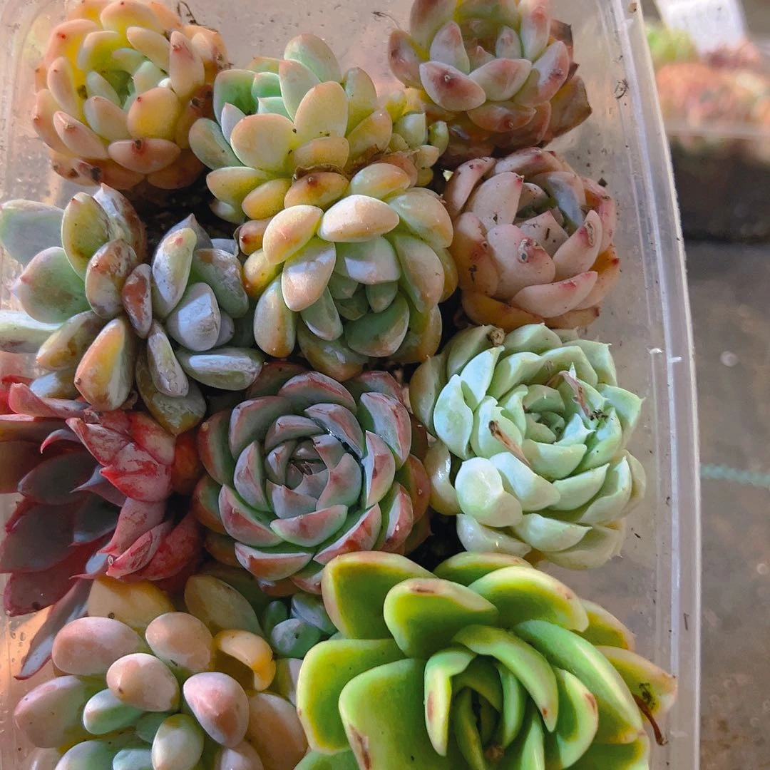 009，拼盘，带盆带土发货