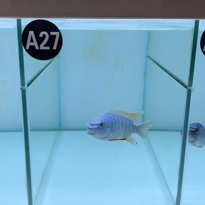 海水鱼11111111111111