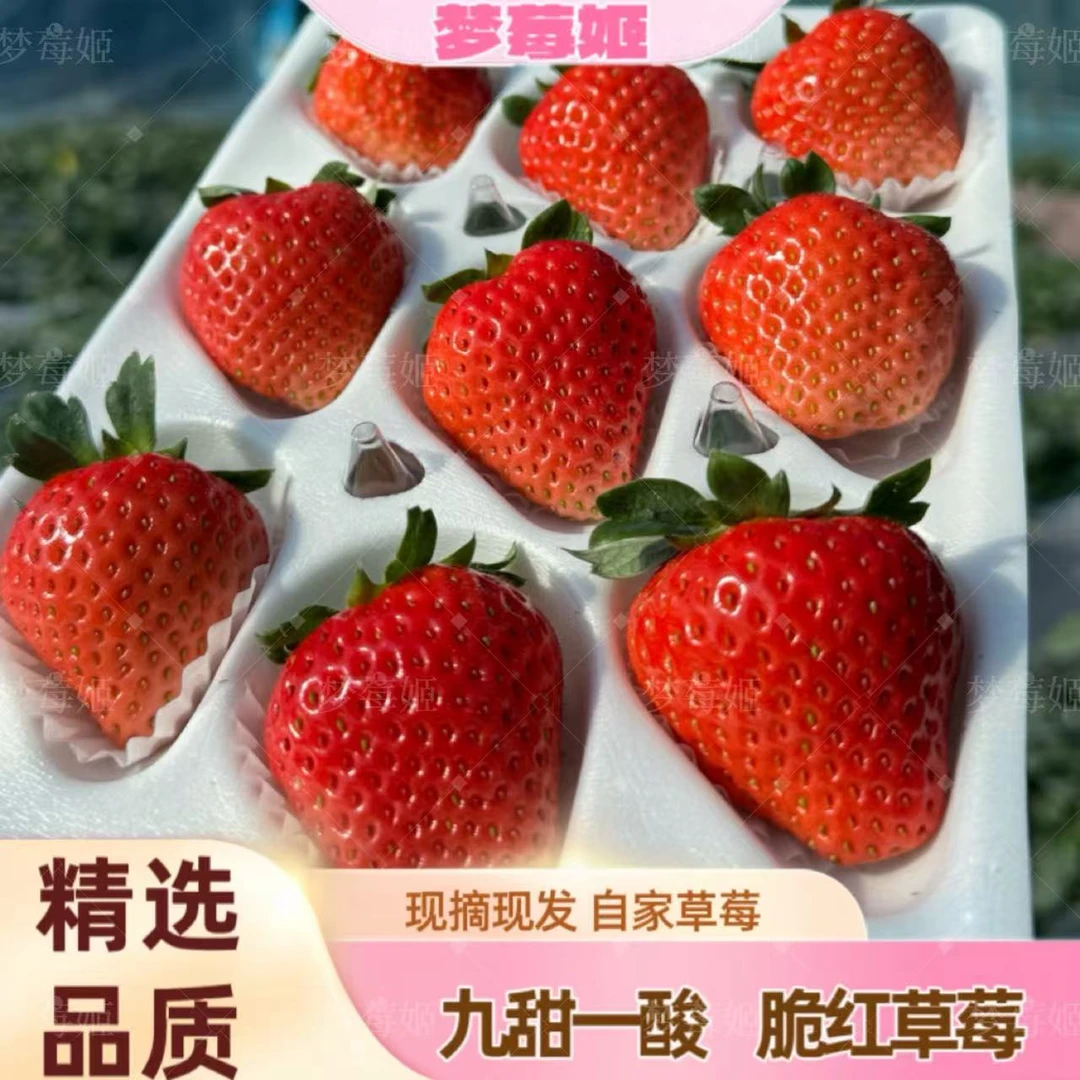 【顺丰包邮】脆红糖心草莓新鲜采摘牛奶草莓当季水果红颜九九草莓
