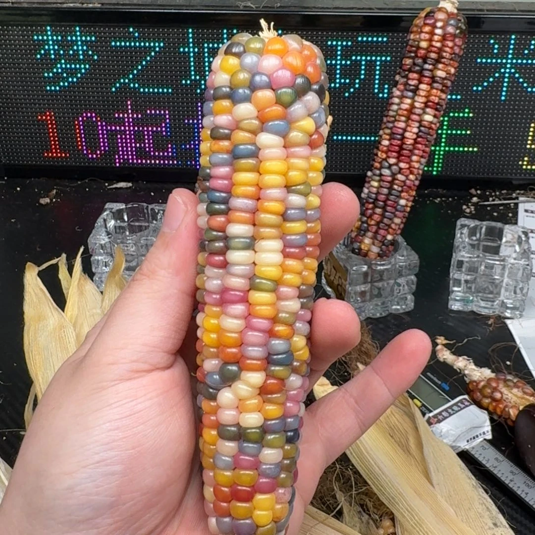 柏香籽/百香籽吊坠F****呆