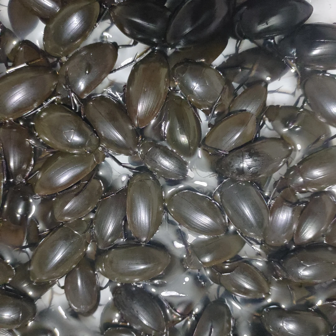 黑鳖盖包邮活体发货（保鲜不包活水老鳖）远道拍空运