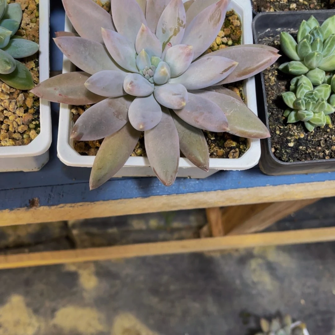 蓝*蓝11111111111111