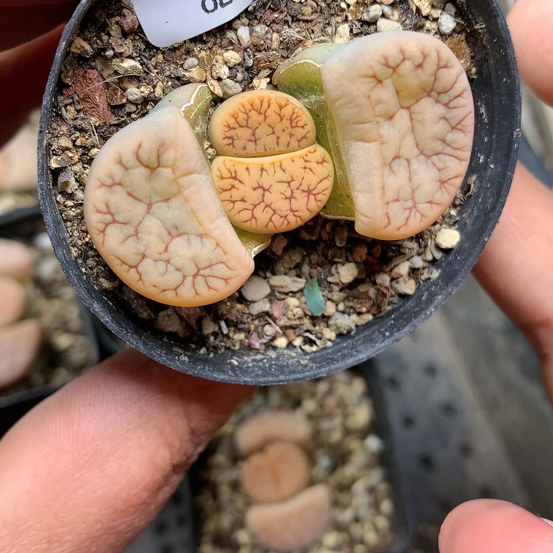 A150多肉植物保护