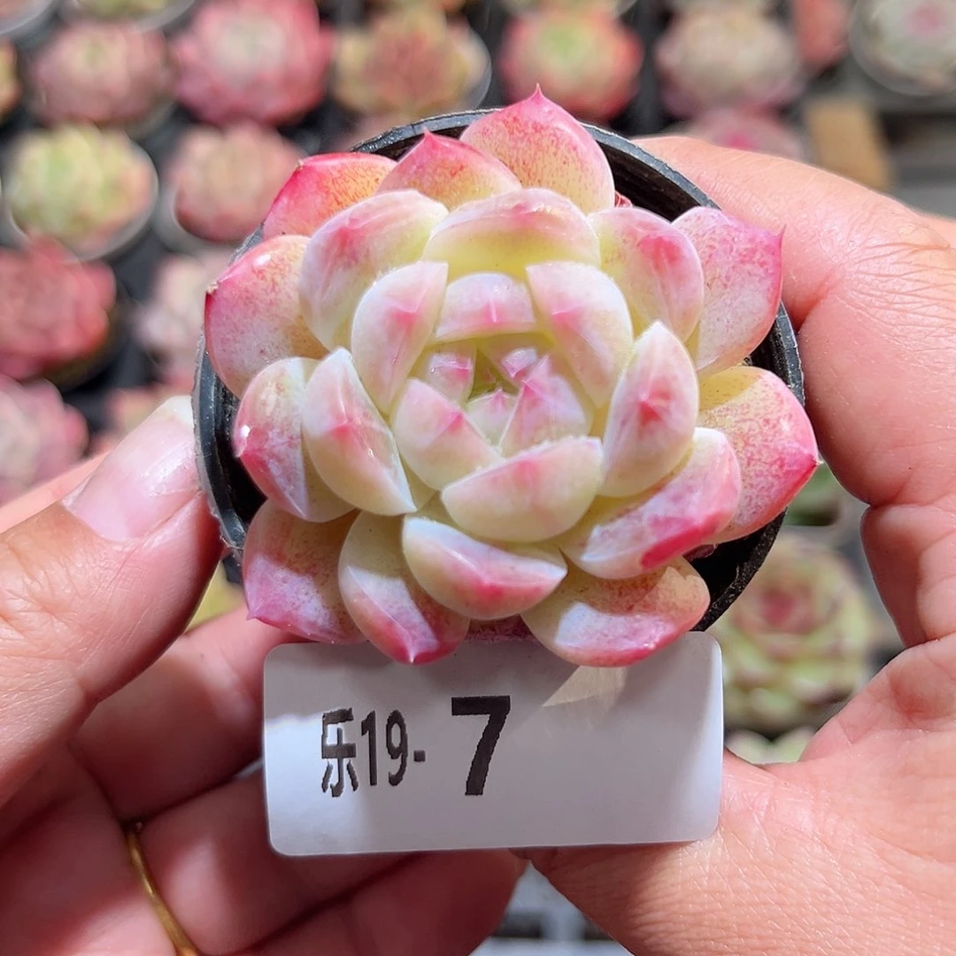 木乐19-7新品单头