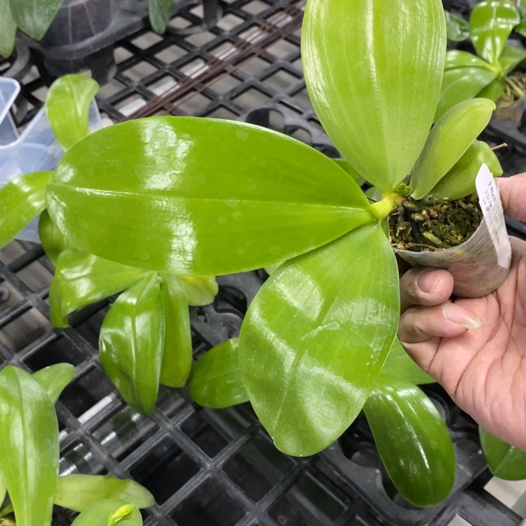 当前无花栽培后可以开花