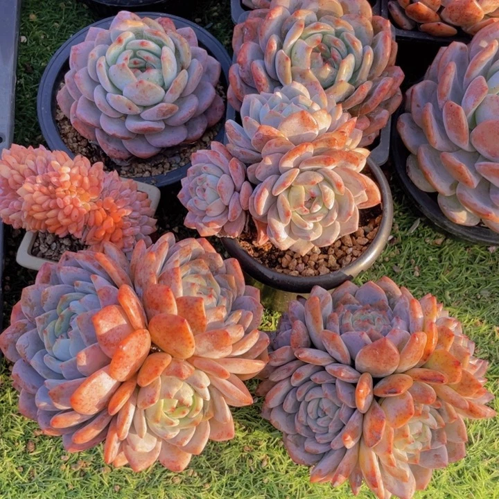 AAJ 三颗群生橙子老桩组合