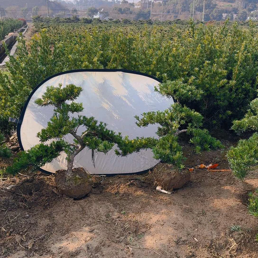 罗汉松盆景艺术用****6