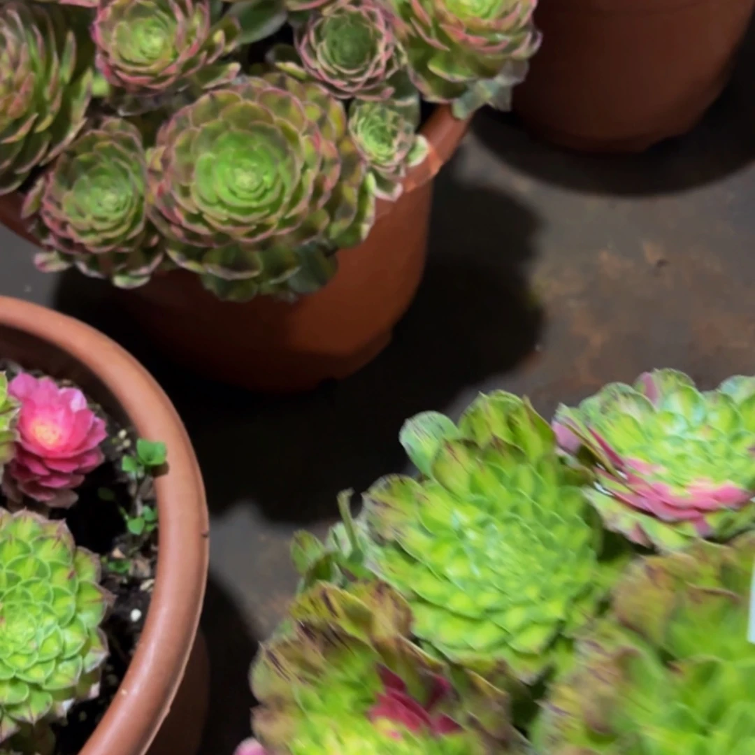 哈哈多肉葡萄福利079