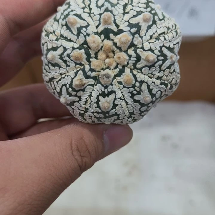 *****盲盒哈哈哈哈哈哈