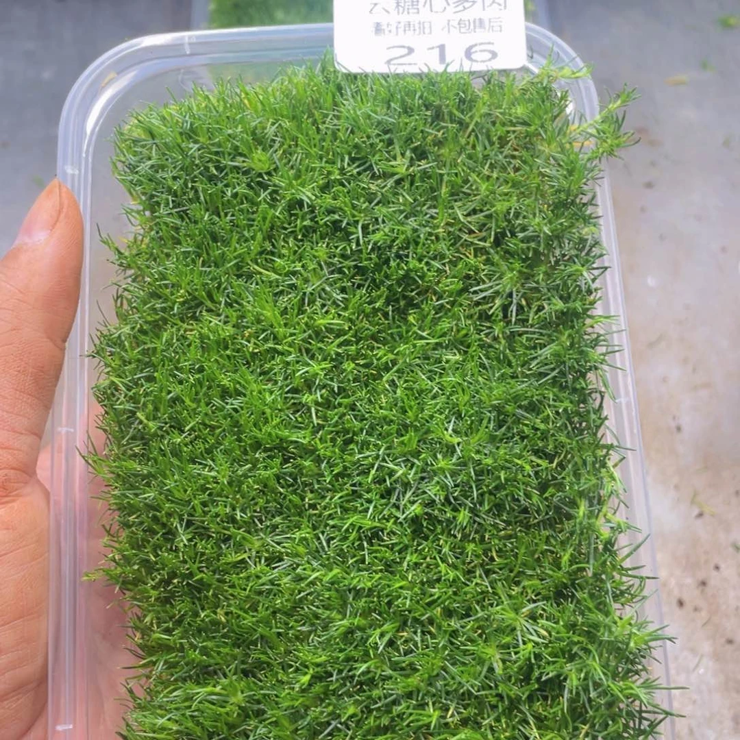 云糖心多肉植物216