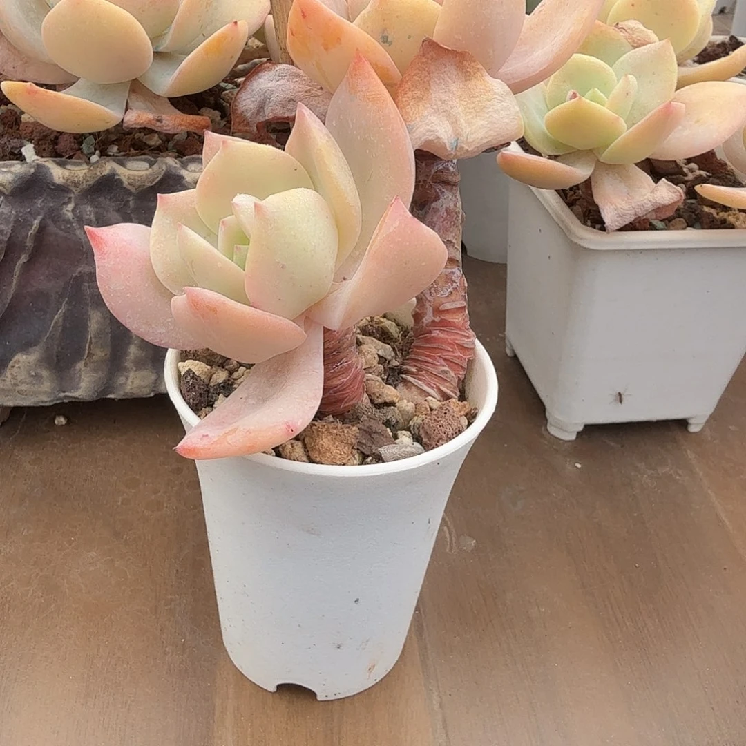 ****'白凤多肉植物一颗