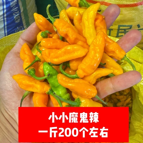 特香特辣小魔鬼辣椒黄辣椒