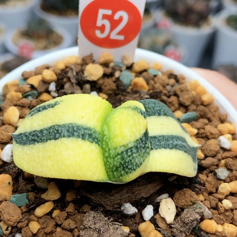【闪购商品】52卧牛锦